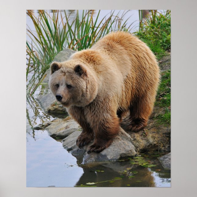 Bär an einem See Poster (Vorne)