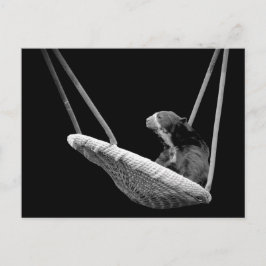 Bär auf dem Swing in Schwarz und Weiß Postkarte