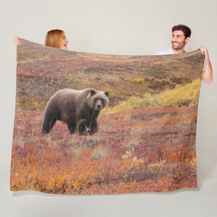 Bär bewegt sich Denali Nationalpark, Alaska im Her Fleecedecke