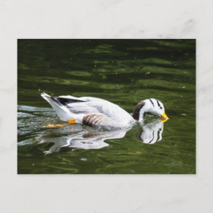 Bar-Gänse Postkarte