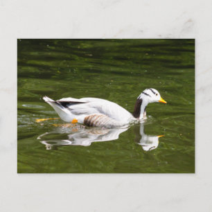Bar-Gänse Postkarte