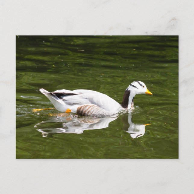 Bar-Gänse Postkarte (Vorderseite)