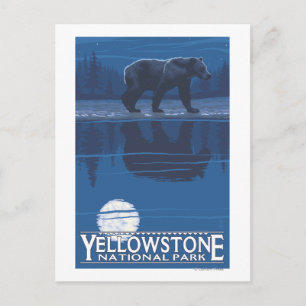Bär im Mondlicht - Yellowstone Nationalpark Postkarte
