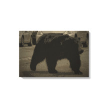 Bär im Road Yellowstone Nationalpark WY