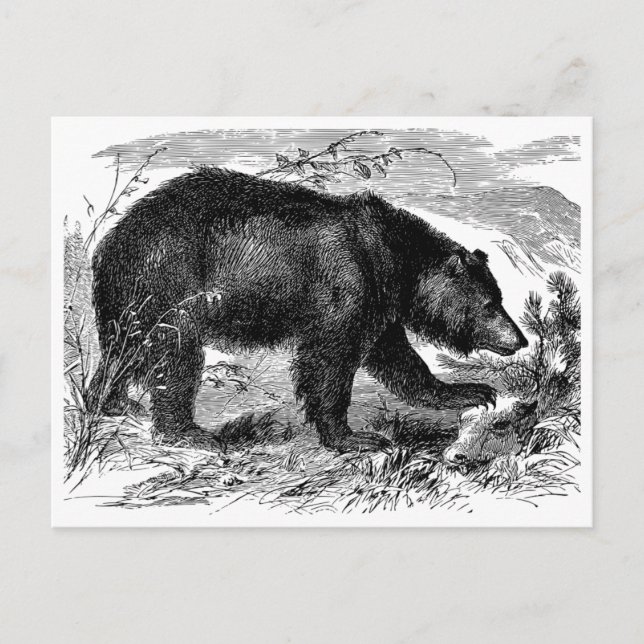 Bär in der Prärie Postkarte (Vorderseite)
