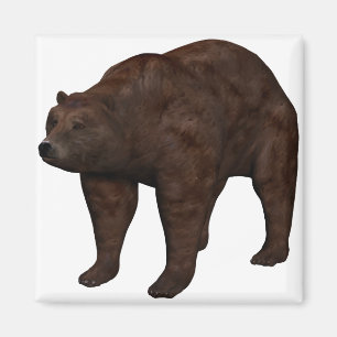 Bär Magnet