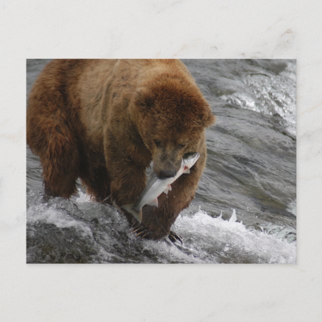Bär mit Lachs, Brooks Falls Alaska Postkarte (Vorderseite)
