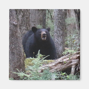 Bär mit mir magnet
