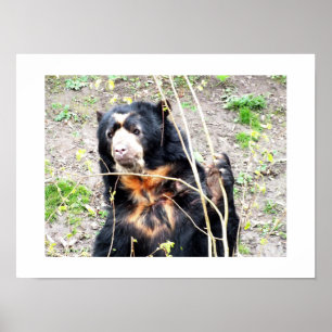 Bär Poster