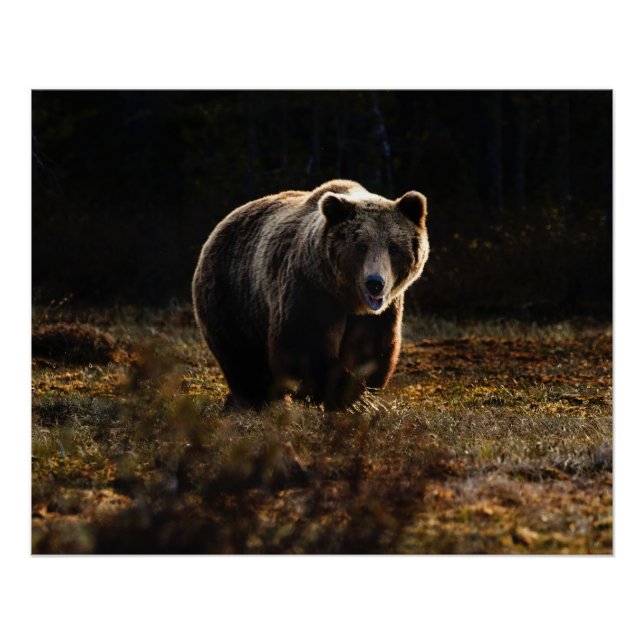 Bär Poster (Vorderseite)