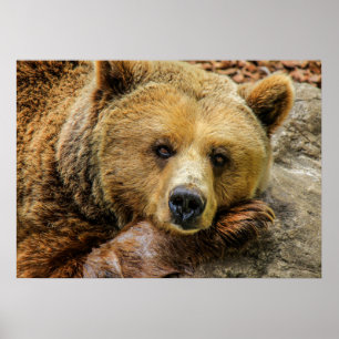 Bär Poster