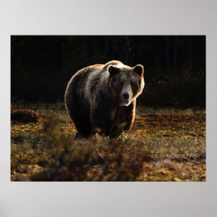 Bär Poster
