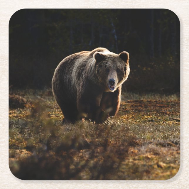 Bär Rechteckiger Pappuntersetzer (Vorderseite)