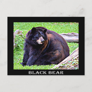 Bär (schwarz) postkarte