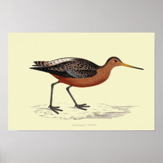 BAR-TAED-GODWIT-DRUCKER POSTER