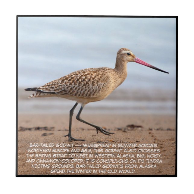 Bar-tailed Godwit  Fliese (Vorderseite)