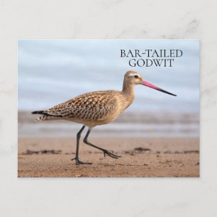 Bar-Tails Godwit Beach Ocean Sand Bird Postkarte