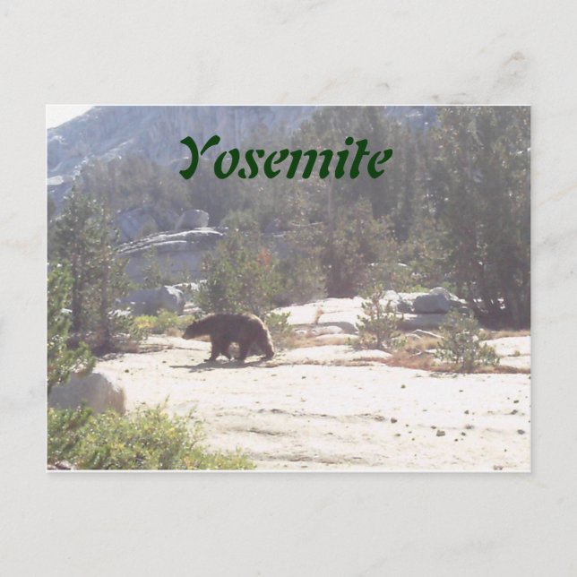Bär, Yosemite Postkarte (Vorderseite)
