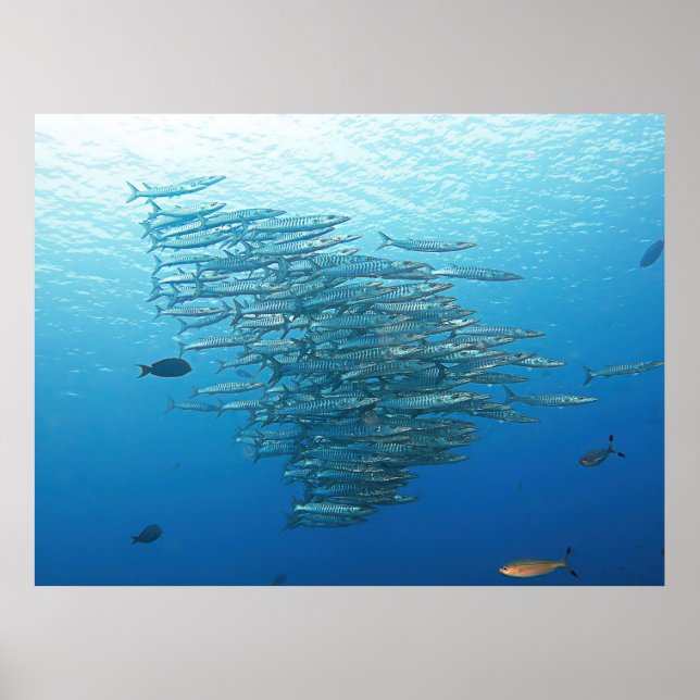 Baraccuda-Party Poster (Vorne)