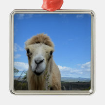 Baraka der lächelnde Kamelschmuck