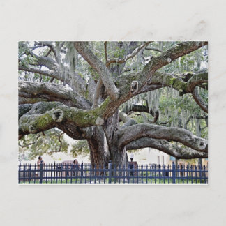 Baranoff Oak - Safety Harbor, FL Postkarte