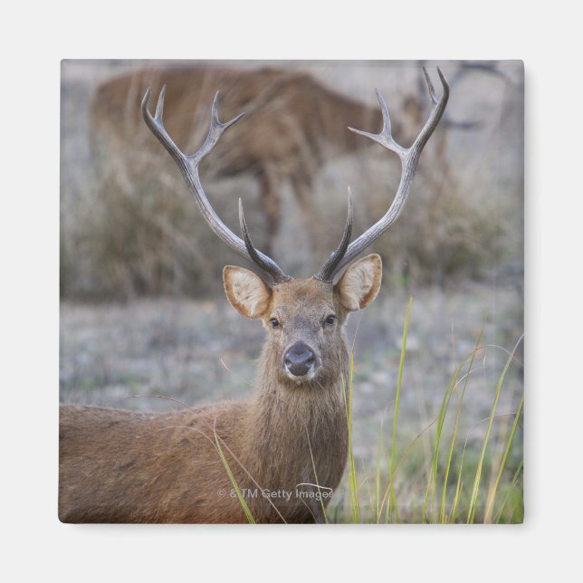 Barasingha oder Barasinga (Rucervus Magnet (Vorne)