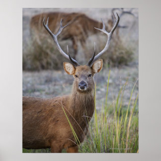 Barasingha oder Barasinga (Rucervus Poster