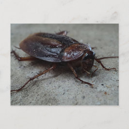 Barata Cucaracha Cockroach Postkarte