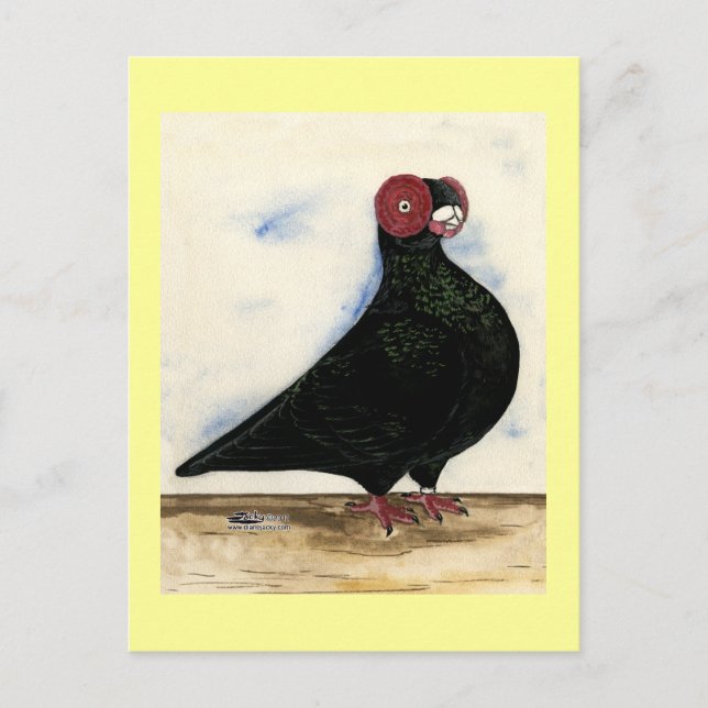 Barb Pigeon Watercolor Postkarte (Vorderseite)