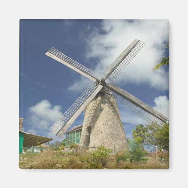 BARBADOS, Nordostküste, Morgan Lewis: Morgan Magnet (Vorne)