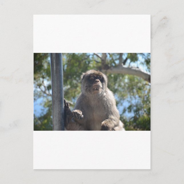 Barbary Ape Postkarte (Vorderseite)