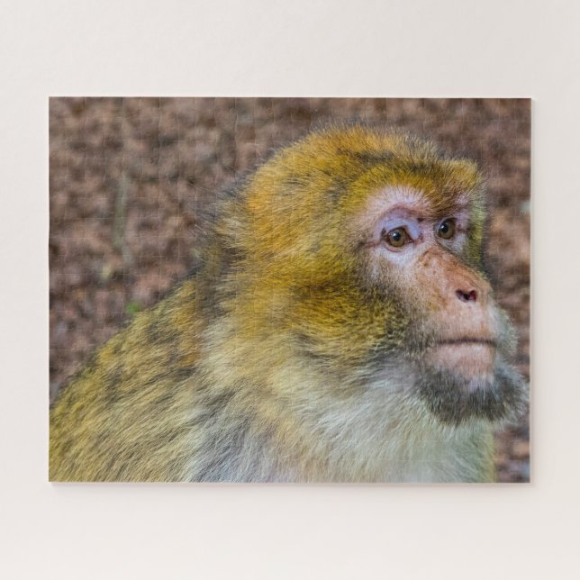 Barbary Apes. Puzzle (Horizontal)