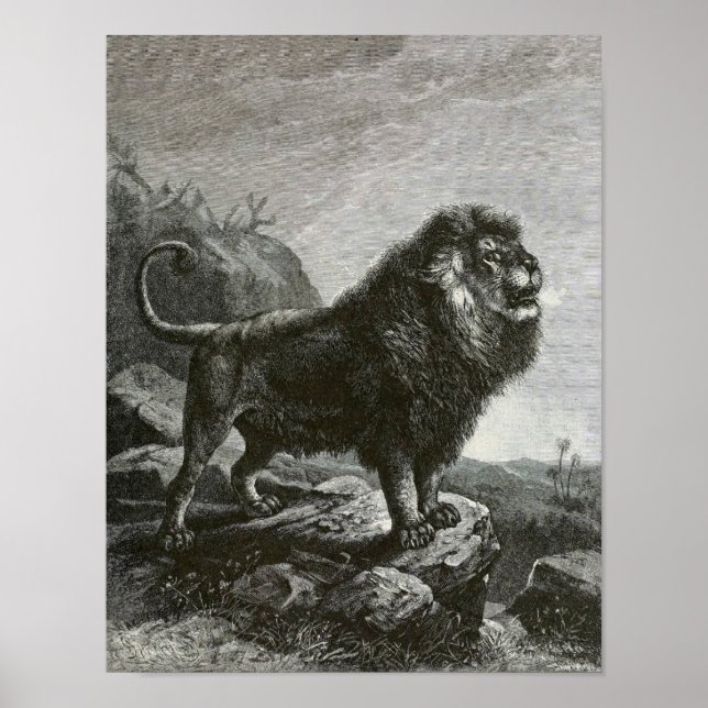 Barbary Lion Poster (Vorne)