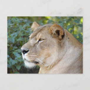 Barbary Lion-Set-1-008 Postkarte