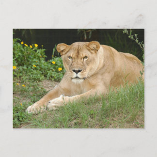 Barbary Lion-Set-1-015 Postkarte