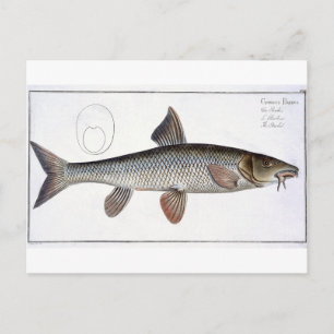 Barbel (Cyprinus Barbus), Platte XVIII von "Ichthy Postkarte