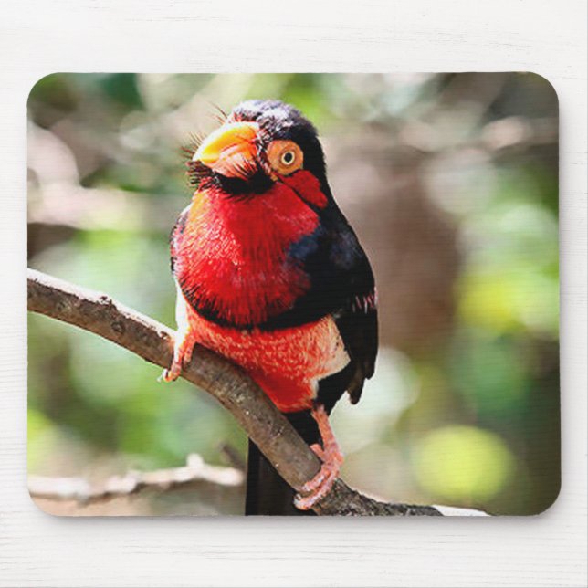 Barbet Bird Mousepad (Vorne)