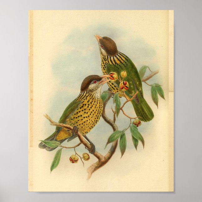 Barbet Cat Bird Green Yellow Vintag Print Poster (Vorne)