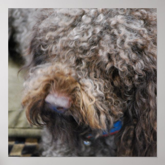 Barbet Poster (Vorne)