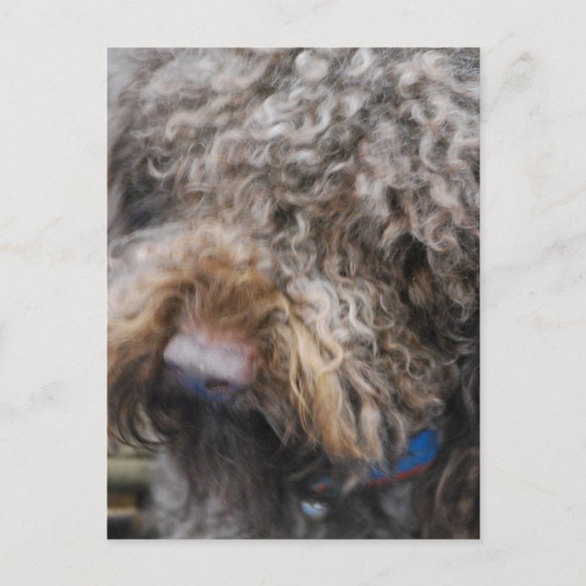 Barbet Postkarte (Vorderseite)