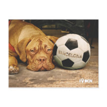 Barcelona's fanatic soccer dog