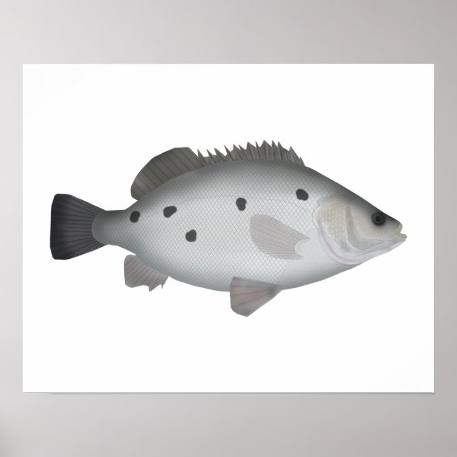 Barcoo Grunter Poster (Vorne)
