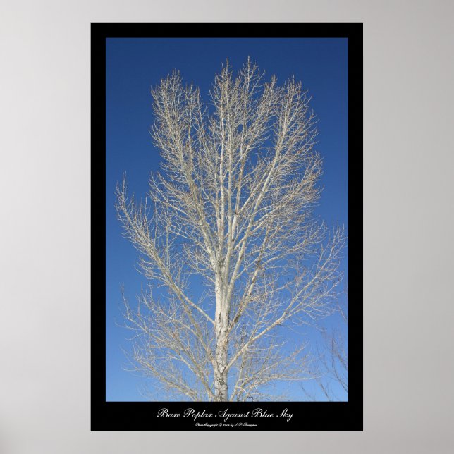 Bare Poplar gegen den blauen Himmel Poster (Vorne)
