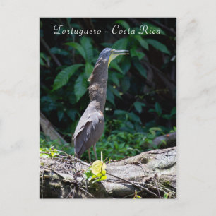 Bare-Throated Tiger Reiher in Tortuguero Postkarte