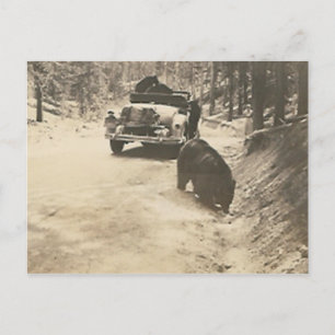Bären beim Auto Postkarte