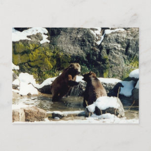 Bären Postkarte