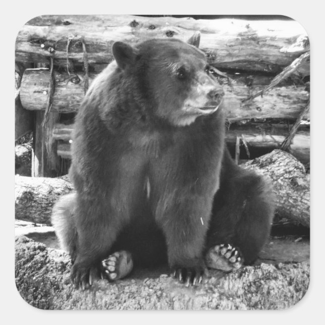 Bärenaufkleber Quadratischer Aufkleber (Vorderseite)