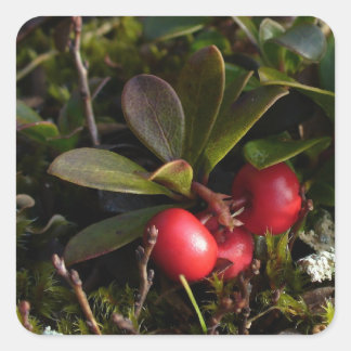 Bärenbeere, Arctostaphylus uva-ursi Quadratischer Aufkleber