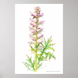 Bärenbrauen Acanthus mollis Aquarellkunst Poster