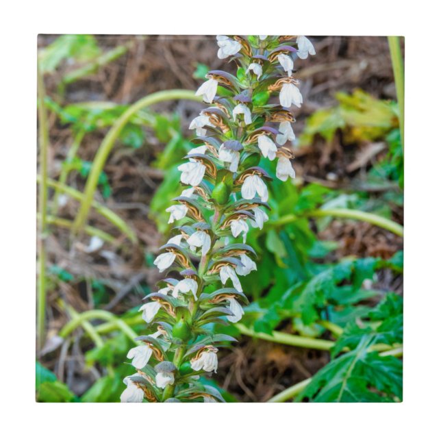 Bärenbrauen Fliese (Vorderseite)